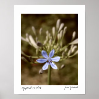 agapanthus blue poster