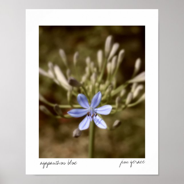 agapanthus blue poster (Front)