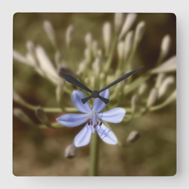 Agapanthus Blue Square Wall Clock (Front)