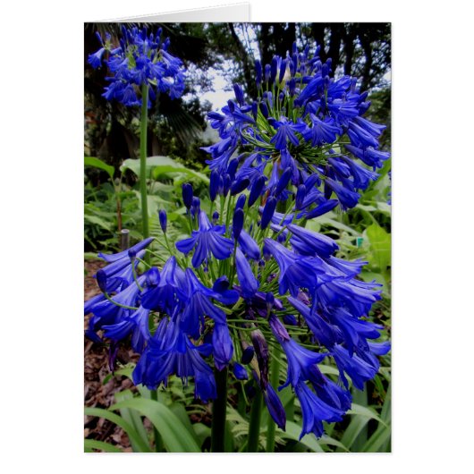 Agapanthus Cards (Front)