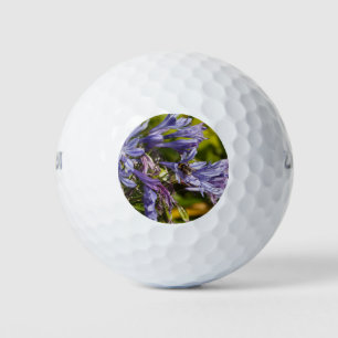 Agapanthus flower and bee golf balls