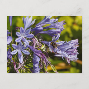 Agapanthus flower and bee postcard