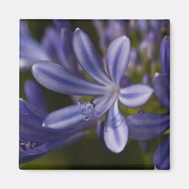 Agapanthus Magnet (Front)