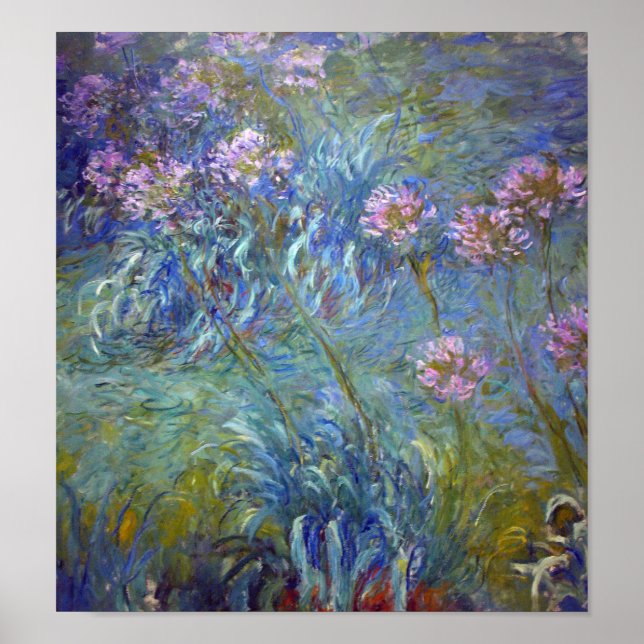 Agapanthus, Monet Poster (Front)