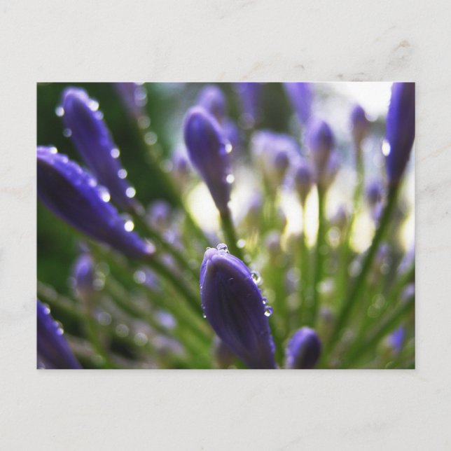 Agapanthus Raindrops Macro Postcard (Front)