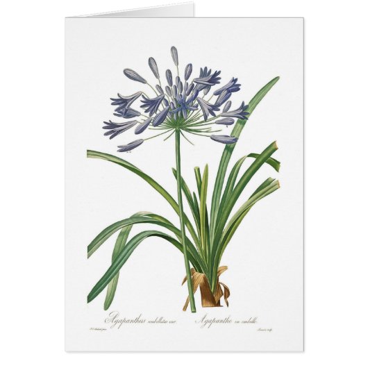 Agapanthus umbellatus (Front)