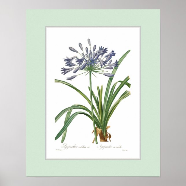 Agapanthus umbellatus,Custom border Poster (Front)