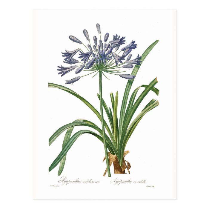 Agapanthus umbellatus post cards