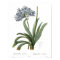 Agapanthus umbellatus