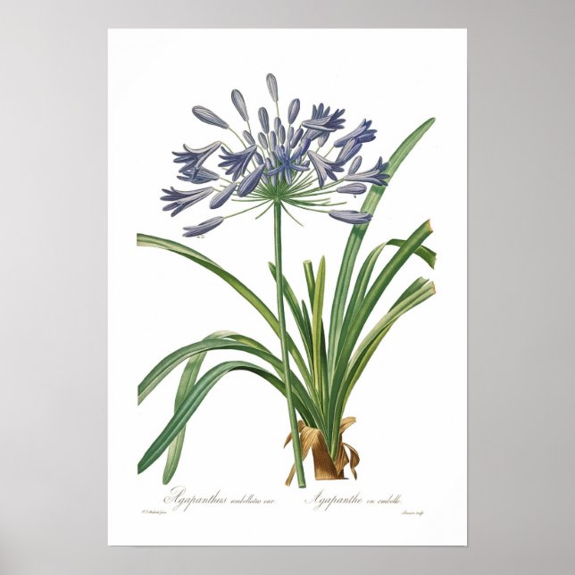 Agapanthus umbellatus poster (Front)