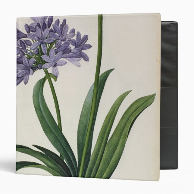 Agapanthus umbrellatus binder (Front/Inside)