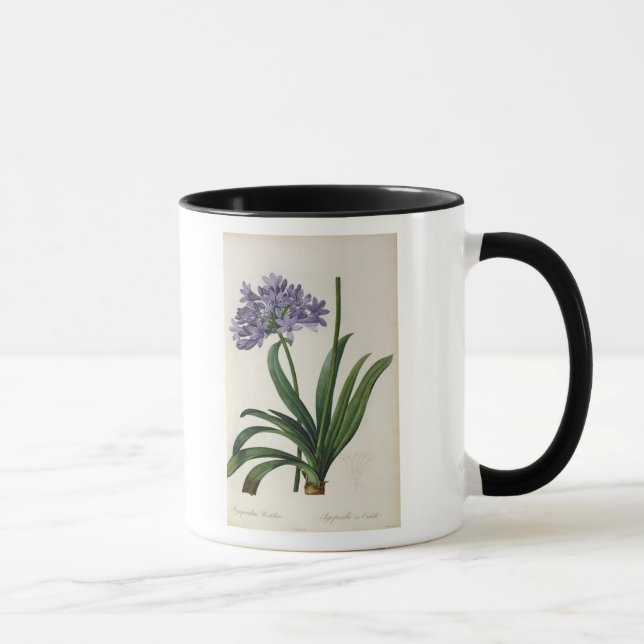 Agapanthus umbrellatus mug (Right)
