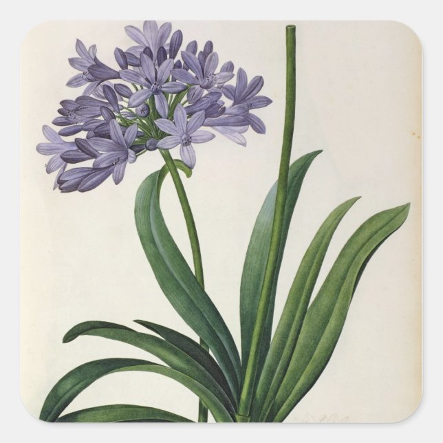 Agapanthus umbrellatus square sticker (Front)