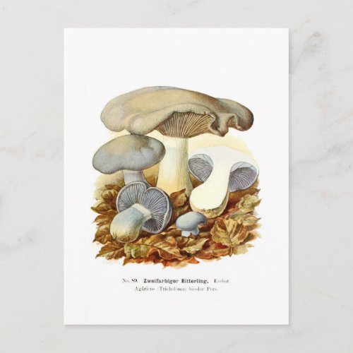 Agaricus bicolor postcard