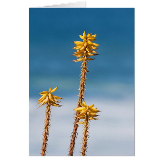 Agave and Ocean Cards (Front)