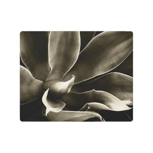 Agave Attenuata in Sepia Metal Print