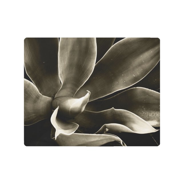 Agave Attenuata in Sepia Metal Print (Front)