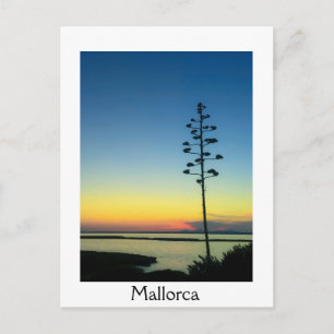 Agave Blooming Flower in Mallorca at Sunset Postcard