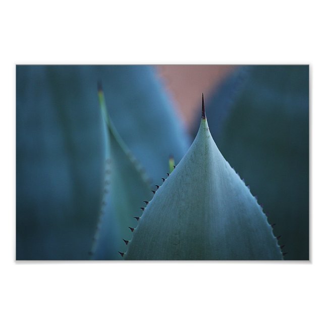 Agave cactus photo print (Front)