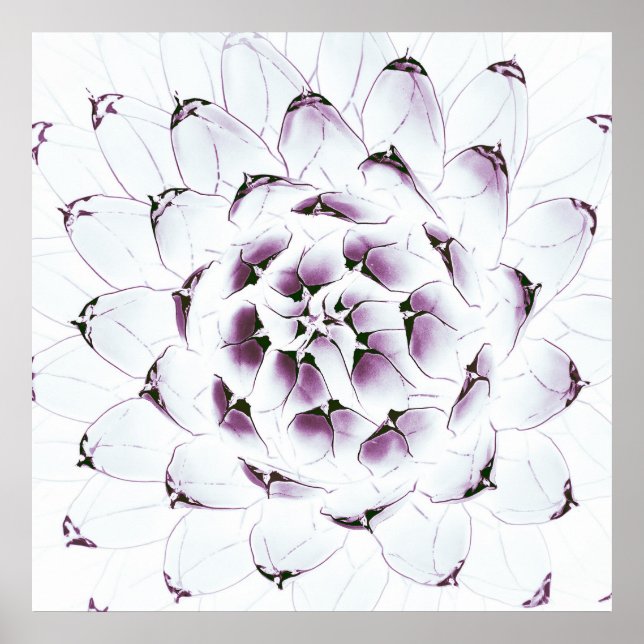 Agave Cactus Poster/Print Poster (Front)