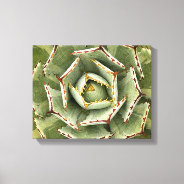 Agave 'Cream Spike' photo Canvas Print (Front)