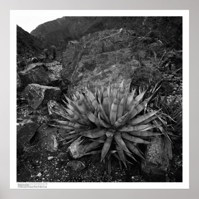 Agave in Deep Canyon Desert Research Station Poster (Front)