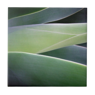Agave Leaves Ceramic Tile
