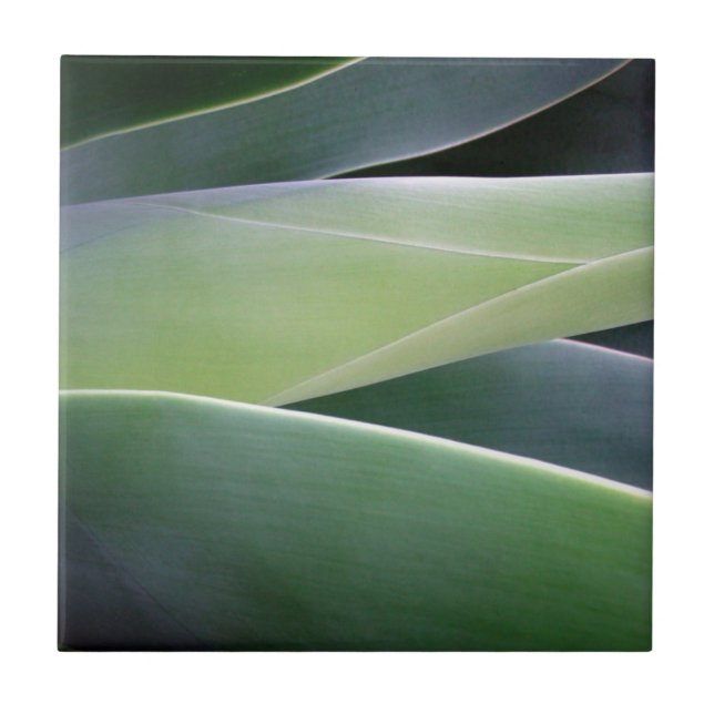 Agave Leaves Ceramic Tile (Front)