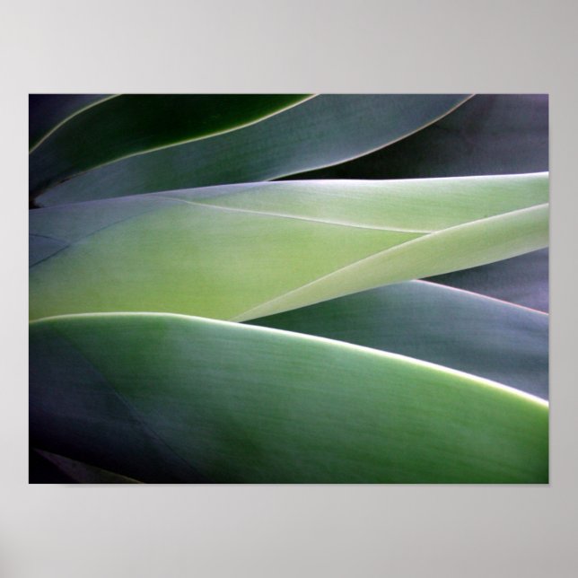 Agave Leaves Poster (Front)