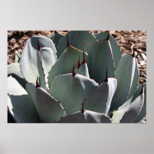 Agave parryi poster