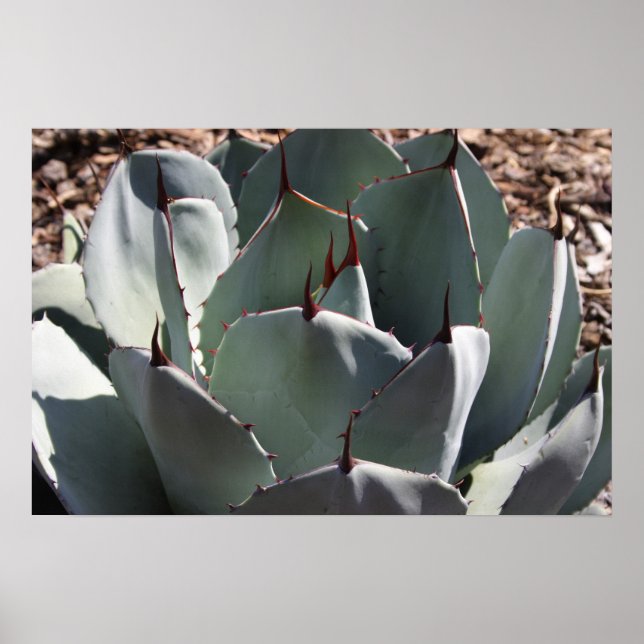 Agave parryi poster (Front)