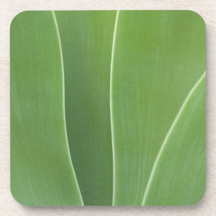 Agave Plant Close Up Beverage Coaster