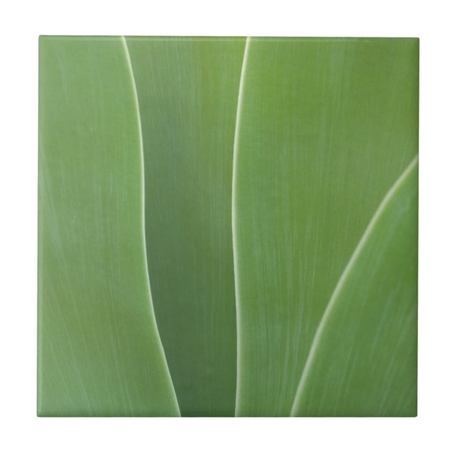 Agave Plant Close Up Ceramic Tile (Front)