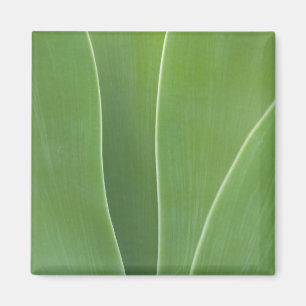 Agave Plant Close Up Magnet