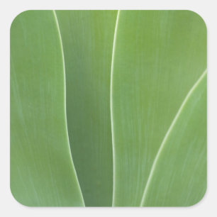 Agave Plant Close Up Square Sticker