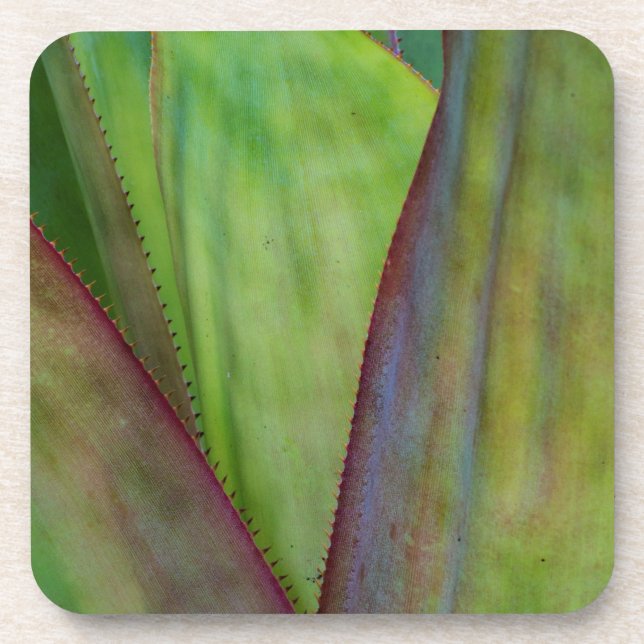 Agave Plant Detail Beverage Coaster (Front)
