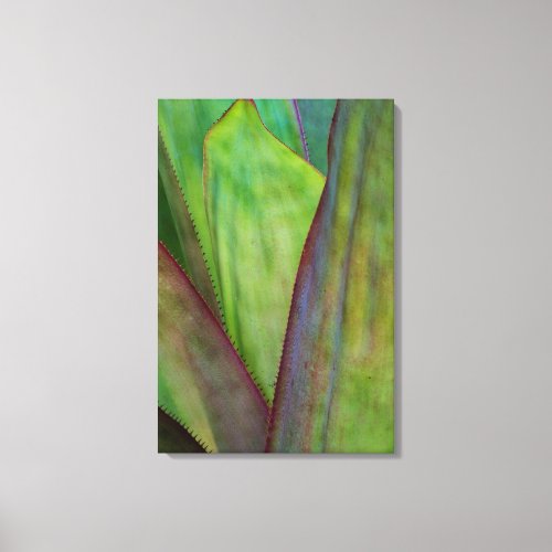 Agave Plant Detail Canvas Print