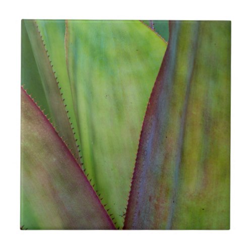 Agave Plant Detail Ceramic Tile