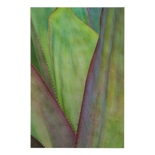Agave Plant Detail Faux Canvas Print