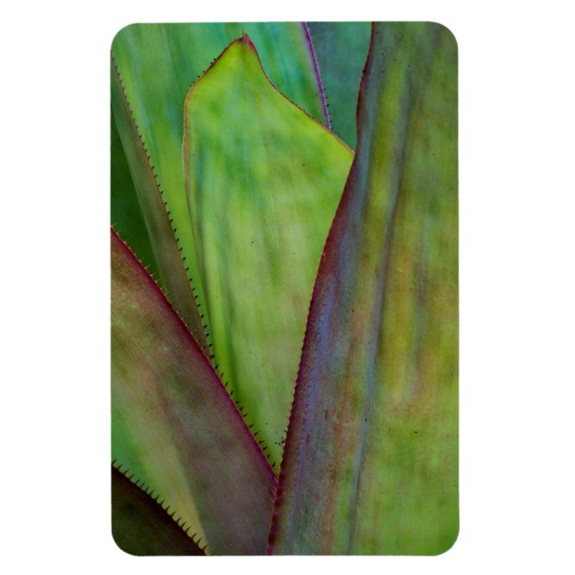 Agave Plant Detail Magnet (Vertical)