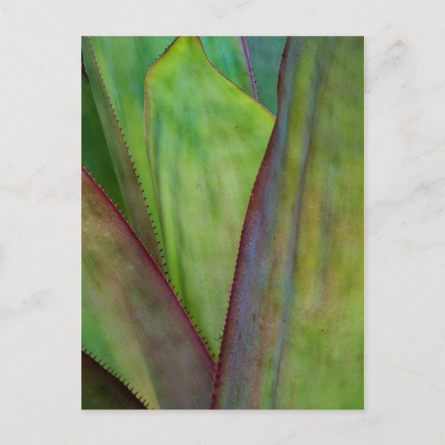 Agave Plant Detail Postcard (Front)