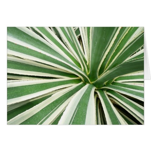 Agave Plant Green and White Striped