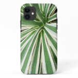 Agave Plant Green and White Striped iPhone 11 Case
