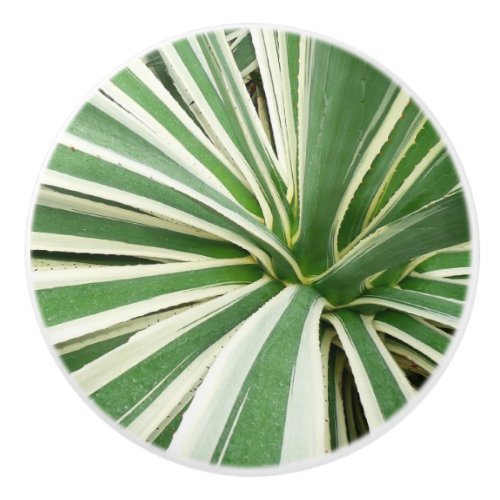 Agave Plant Green and White Striped Ceramic Knob