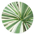 Agave Plant Green and White Striped Classic Round Sticker