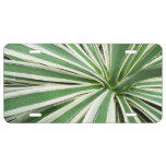 Agave Plant Green and White Striped License Plate