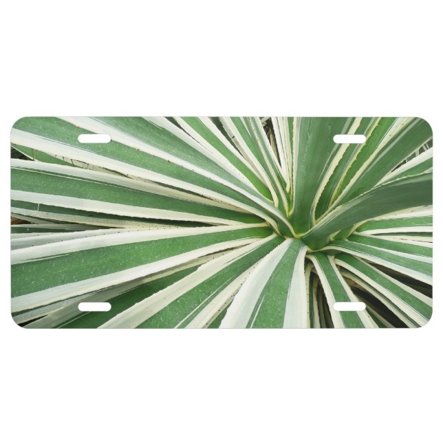 Agave Plant Green and White Striped License Plate (Front)
