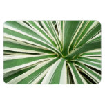 Agave Plant Green and White Striped Magnet