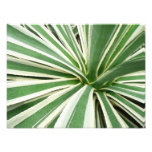 Agave Plant Green and White Striped Photo Print