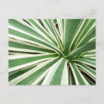 Agave Plant Green and White Striped Postcard